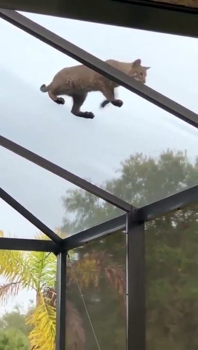 Cat got mad to catch a squirrel !