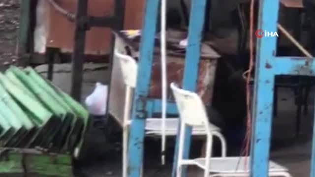 Sarıkamış'ta ayı inşaat bekçisini çıldırttı; Hele bak, hele hiç beni takıyor mu?