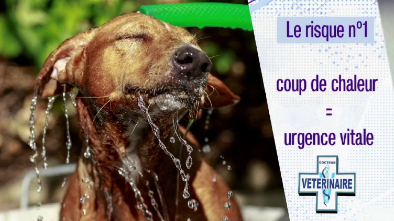 Faune - Canicule, les animaux aussi !