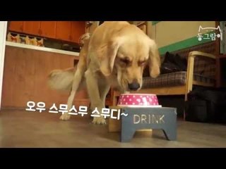 [애니쿠킹] 반려견 여름 간식 '블루베리 수박 스무디' 만들기