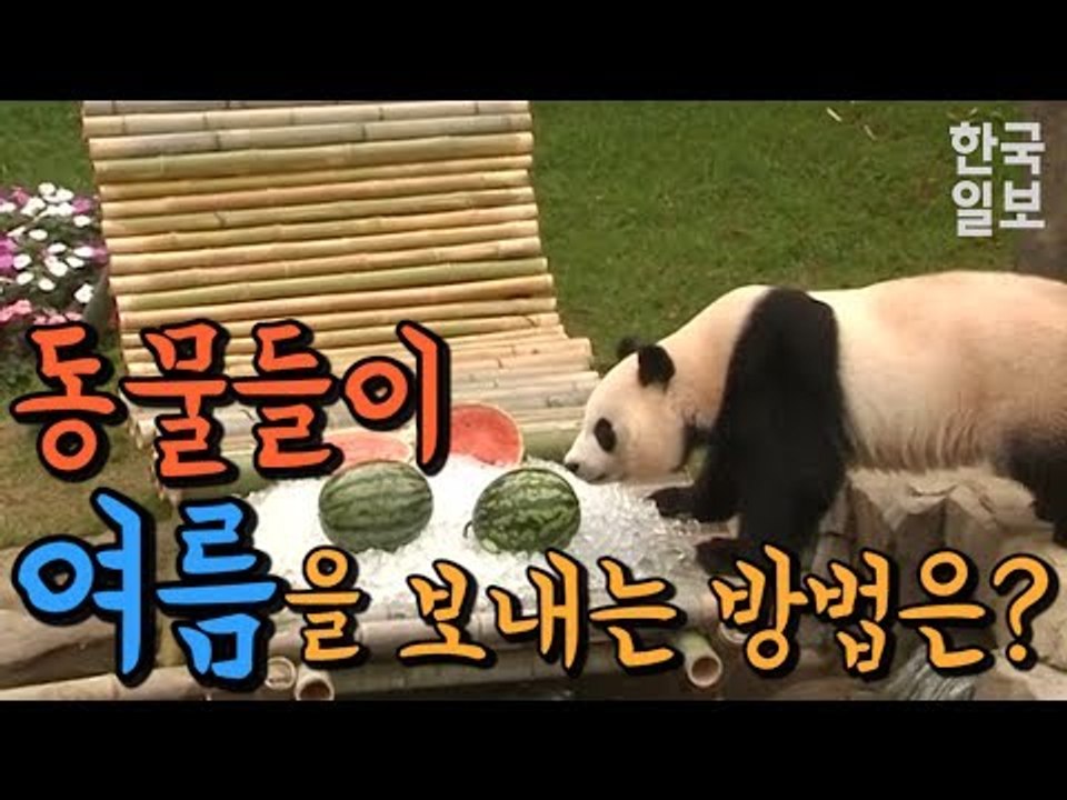 동물원 친구들이 더위를 이기는 방법은?