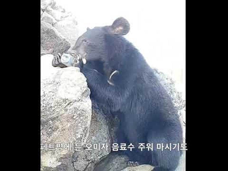 페트병에 든 오미자 음료 마시는 반달곰