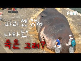 [NOW] 파리 센 강에서 죽은 고래가 발견된 사연은?