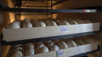 Bitlis'ten 'Kars kazı'na rakip