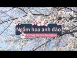 Ngắm hoa anh đào ở trường đại học Kyunghee