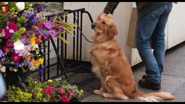 The Art of Racing in the Rain Movie Clip - First Impressions of Eve -Milo Ventimiglia, Amanda Seyfried