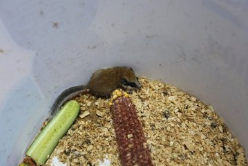 Vatandaşın çantasına saklanmış halde bulundu