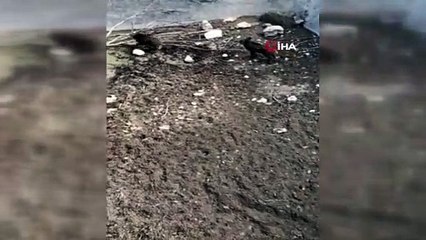 Domuz yavruları girdikleri sulama havuzunda mahsur kaldı