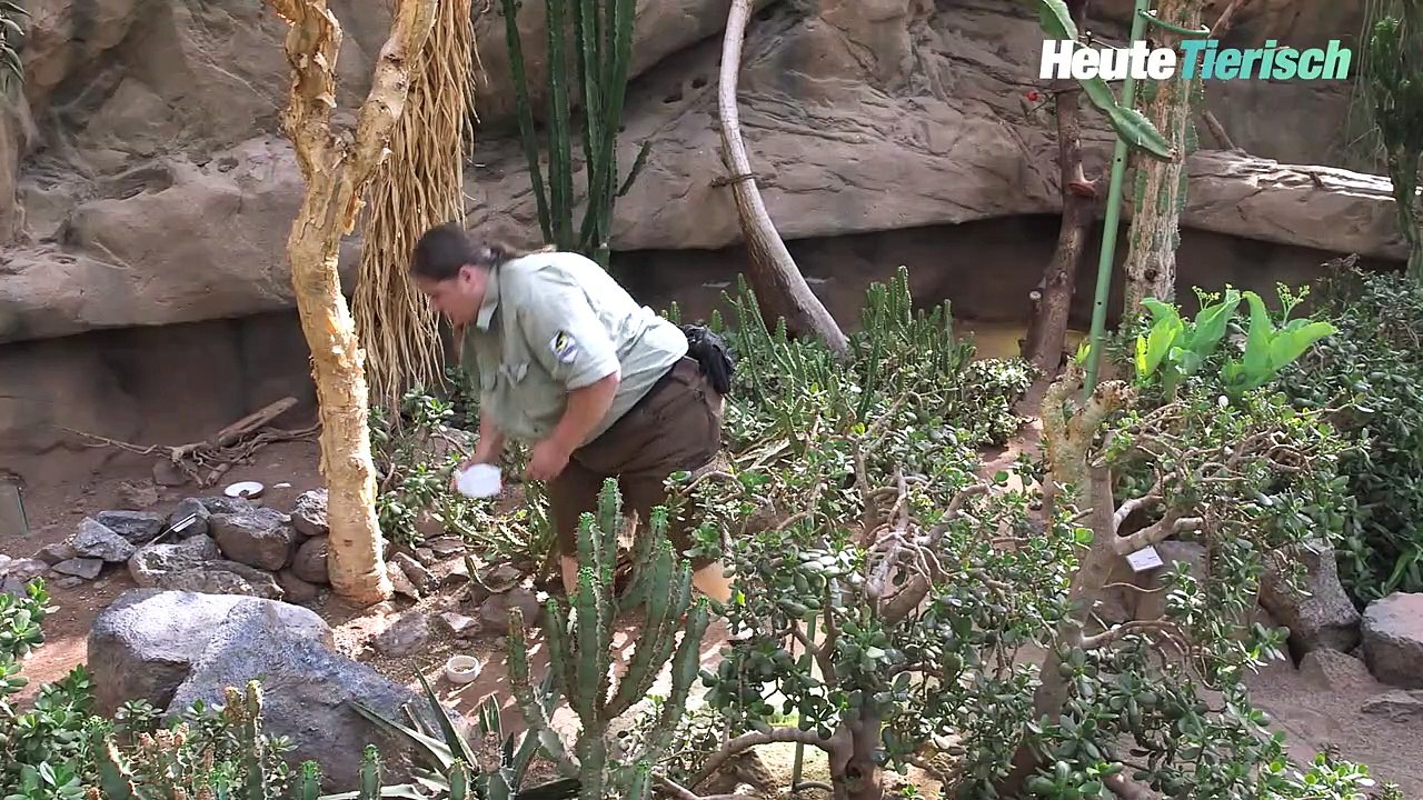 Zwei neue Rüsselspringer-Babys im Wüstenhaus