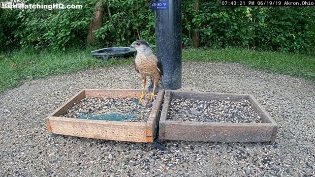 Cet aigle capture une colombe d'un coup !