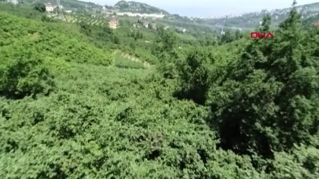 ARTVİN FINDIĞA 'KAHVERENGİ KOKARCA' TEHDİTİ