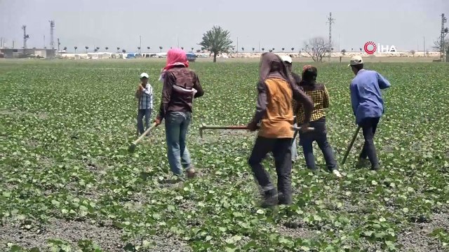 Aylarca sular altında kalan Amik Ovası’nda pamuk tohumları filizlendi