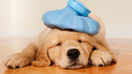 5 Krankheiten, die Tiere auf Menschen übertragen