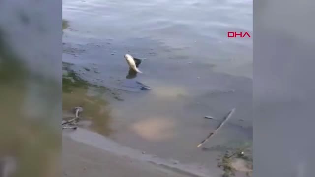 BURSA Aç kalan su yılanları, balıkçıların kabusu oldu