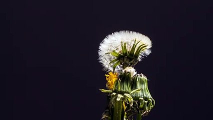 Slow motion small trees