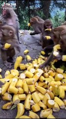 شاهد كيف تأكل هذه القردة الموز