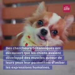 Pourquoi les yeux des chiens nous font craquer #chienmignon