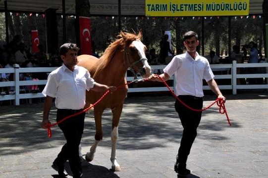 Yarış tayları, ev fiyatına alıcı buldu