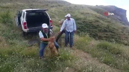 Yaralı dağ keçisi tedavi edildikten sonra doğal yaşam alanına bırakıldı