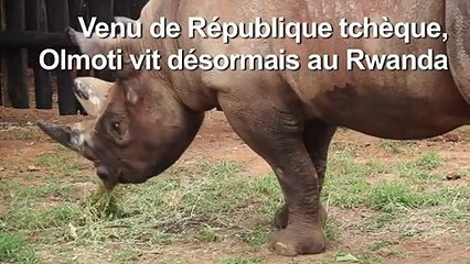 Cinq rhinocéros d'un zoo tchèque réintroduits au Rwanda