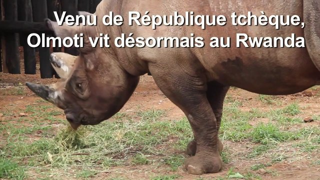 Cinq rhinocéros d'un zoo tchèque réintroduits au Rwanda