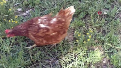 Gezen tavuklar keneye geçit vermiyor