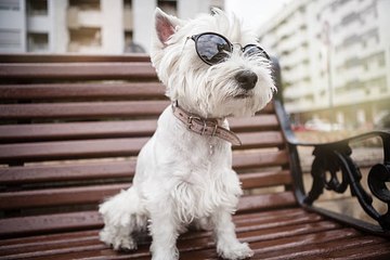Should You Be Applying Sunscreen on Your Dog?