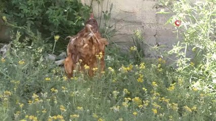 Gezen tavuklar keneye geçit vermiyor