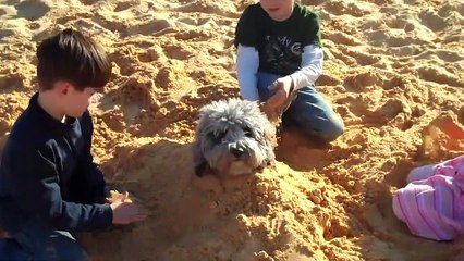 Don‘t Put Your Rabbit in This! | Funny Pet Videos 2019