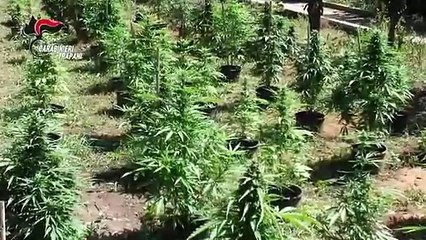 Download Video: Marsala (TP)  Piantagione di marijuana, 4 arresti (25.06.19)