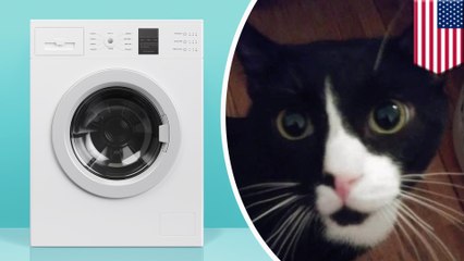 Cat sneaks into washing machine, survives full wash cycle