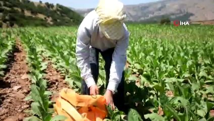 Aydınlı Çilem hem tarlada çalıştı hem 500 tam puan alarak Türkiye  şampiyonu oldu