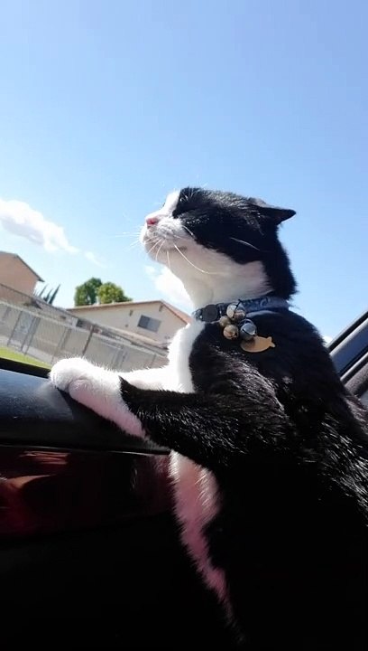 Kitty Loves a Good Car Ride