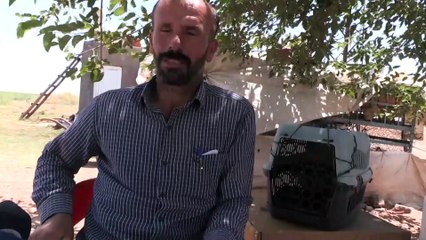 Mardin'de koruma altında olan 'alaca sansar' görüldü