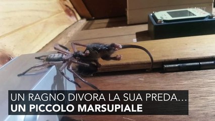 Guarda l’ impressionante video girato in Australia:  ragno divora un marsupiale 3627