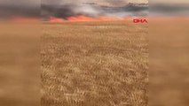 Aksaray'da 300 dönüm tarım arazisi yandı