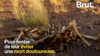 En Namibie, le gouvernement met en vente des animaux pour les sauver de la sécheresse