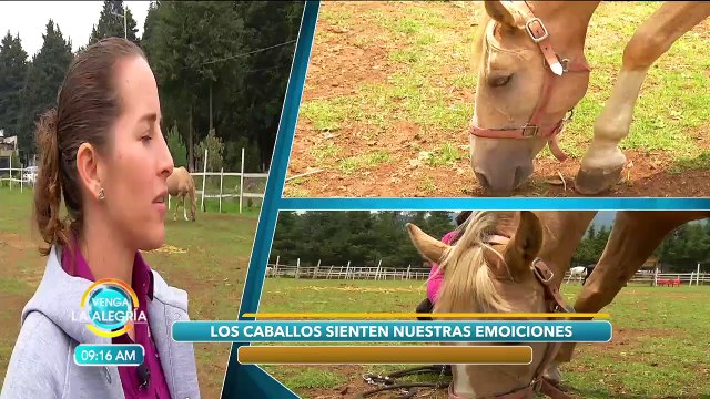 ¿Sabías que los caballos pueden ayudar a descifrar cómo son las personas? | Venga La Alegría