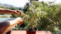 Grow from cutting ficus benjamina variegata