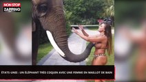 États-Unis : Un éléphant très coquin avec une fille en maillot de bain (Vidéo)