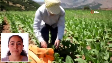 Hem Tarlada Çalıştı Hem 500 Tam Puan Aldı