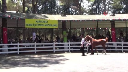 Yarış tayları lüks otomobil fiyatına alıcı buldu