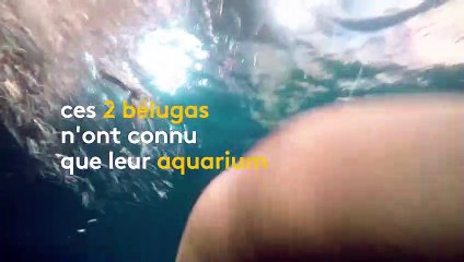 L'Islande s'apprête à accueillir deux bélugas