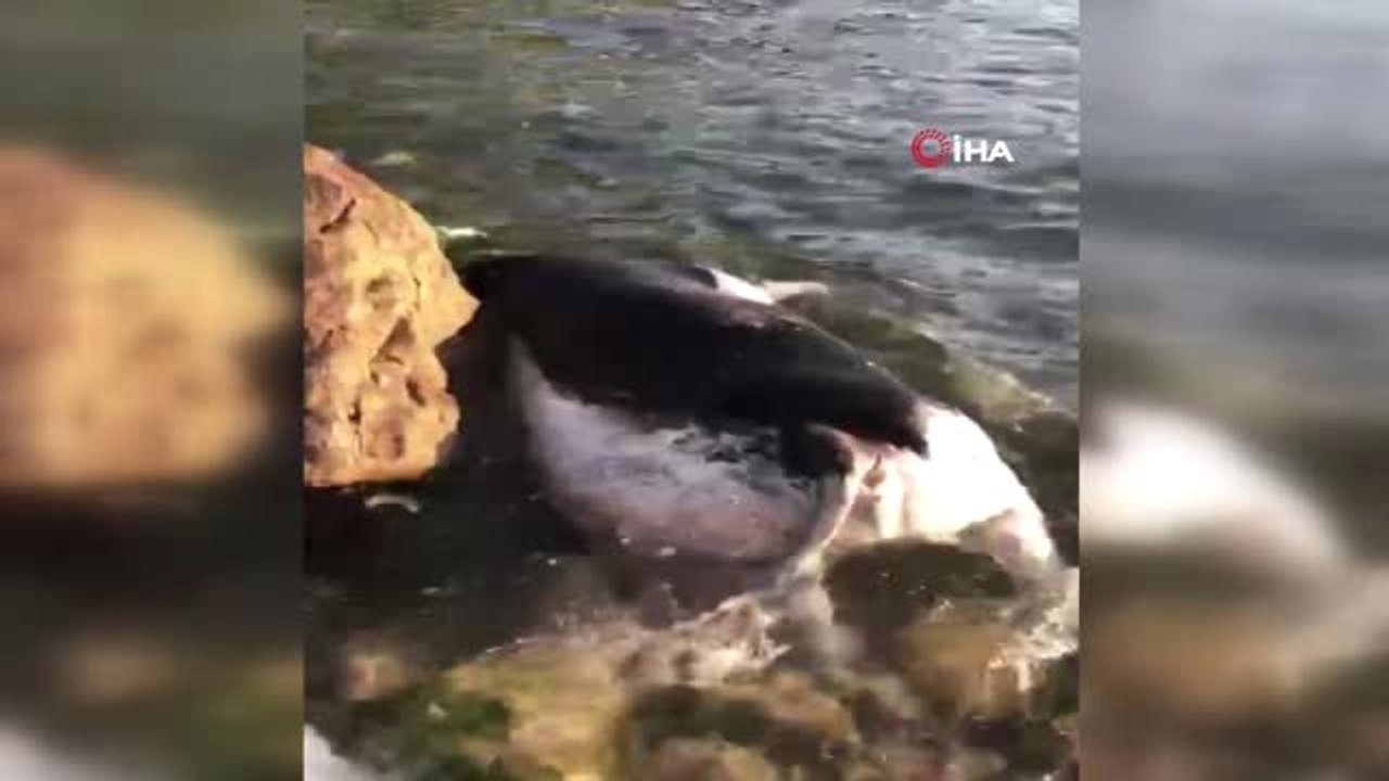 Kastamonu sahiline ölmüş büyükbaş hayvan vurdu