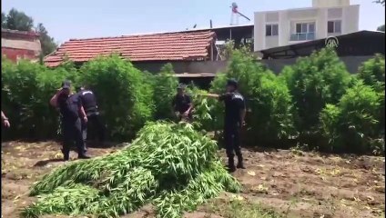 Kenevir bahçesinde yakalandı, 'içiciyim' diye savunma yaptı - MANİSA