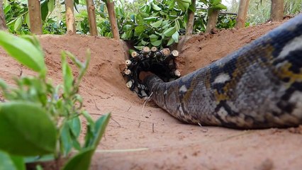 Amazing Build Deep Hole Underground Python Trap Using Electric Fan Guard & Duck That Work 100% (1)
