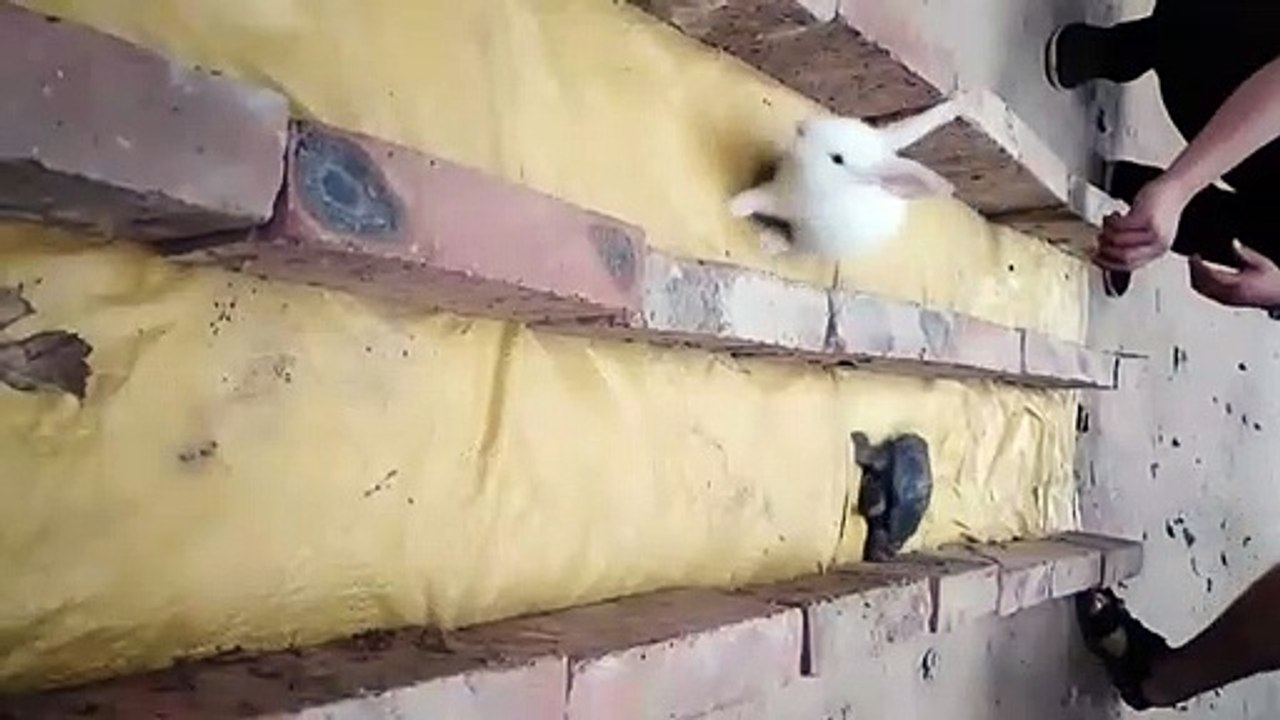 The Tortoise and Rabbit ( Short Story ) کچھوا اور خرگوش