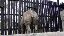 Cinco rinocerontes europeos, trasladados a Ruanda para evitar su extinción