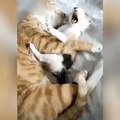 一只猫和她的儿子
