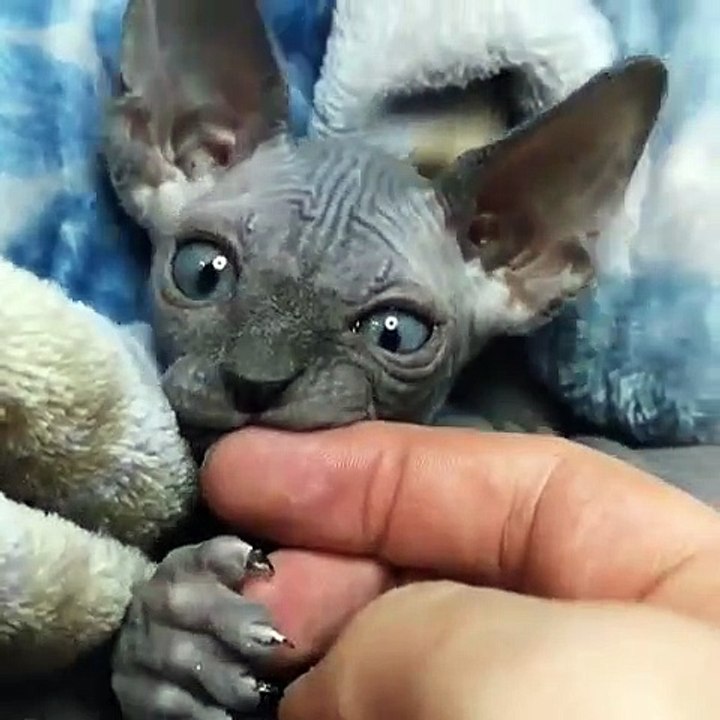 Vous allez tomber sous le charme de ce sphynx si vous le regardez !!